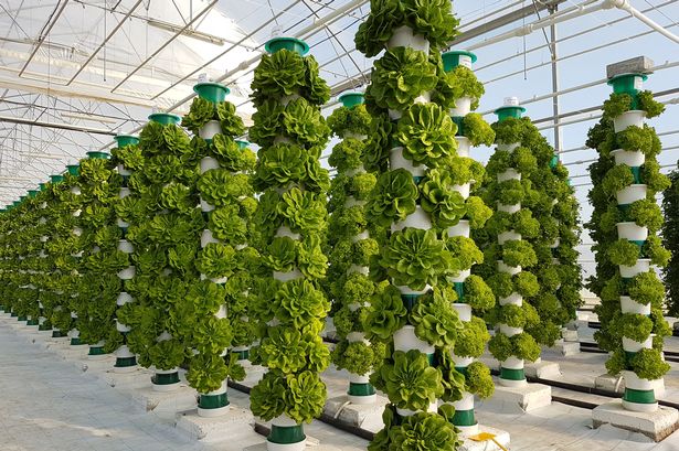 vertical NFT system growing lettuce