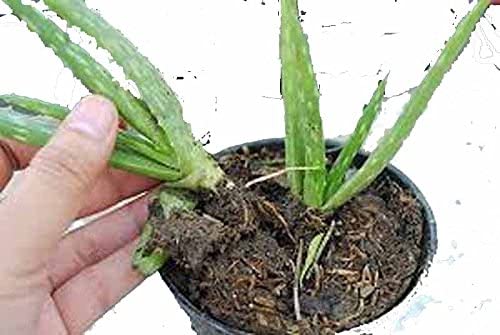 Aloe Vera Babie Plants