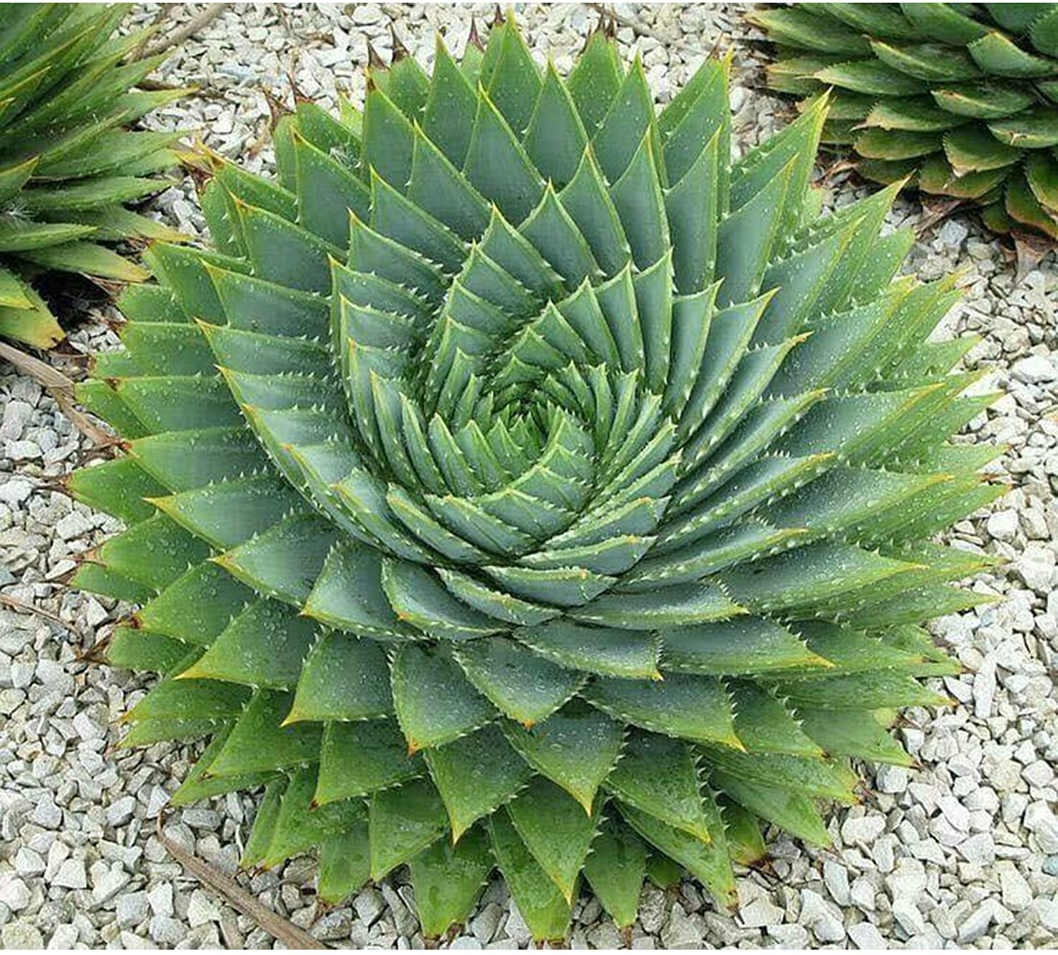 Aloe Vera Spiral