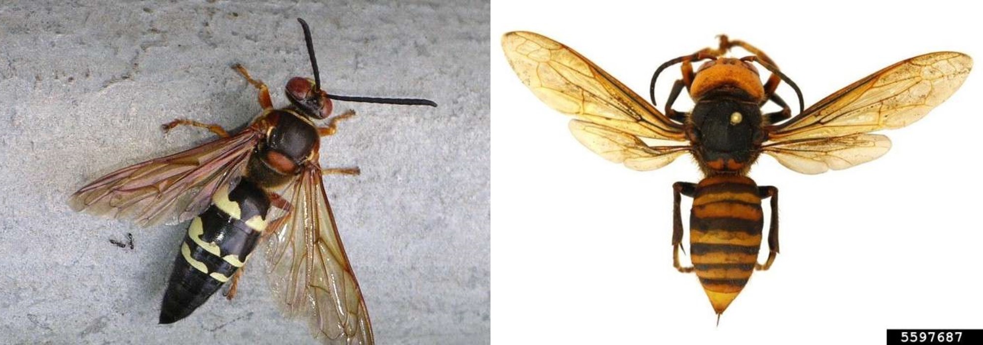 Cicada Killer vs Asian Giant Hornet