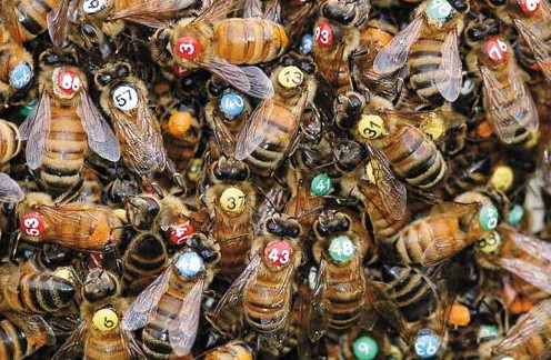 Bee Swarm Behavior