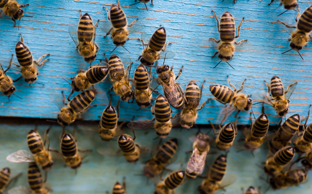 Bees EPA NonFeasance