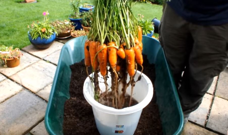 Bucket Carrots