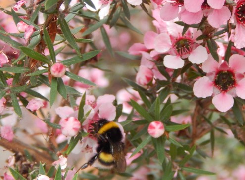 Bumblebee on manuka bush