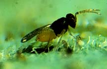 Cachinoid Wasp Encarsia Formosa