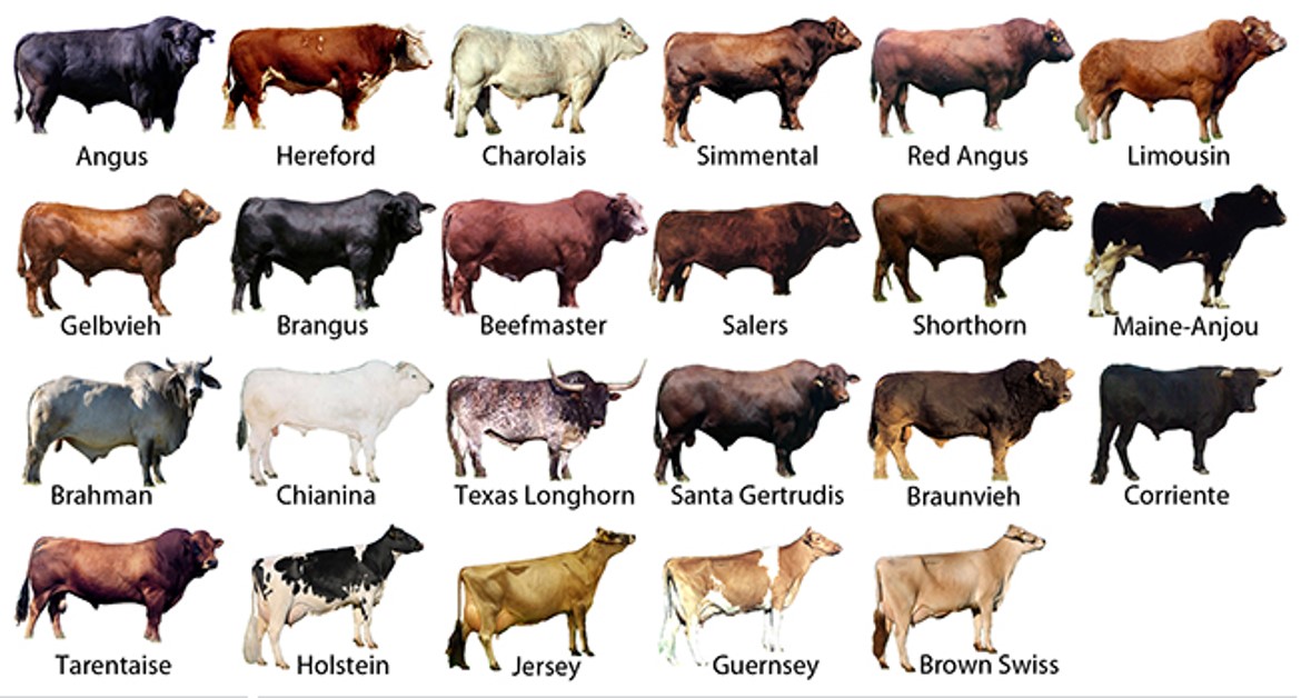 Cattle Breed Chart