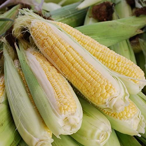 Corn non gmo