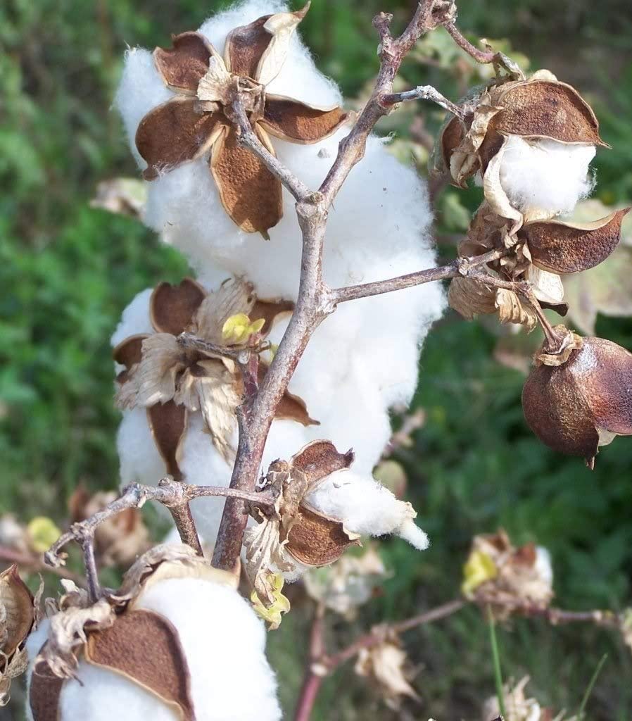 Cotton White Gossypium