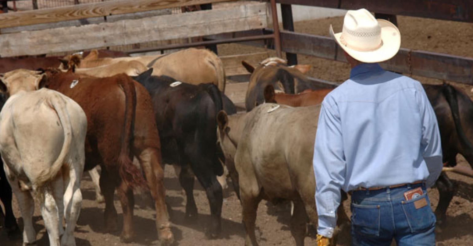 Cowboys working cattles