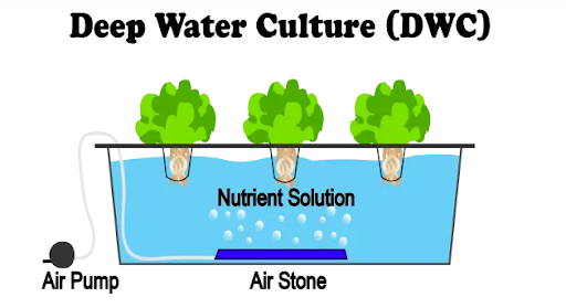 Deep Water Culture Diagram