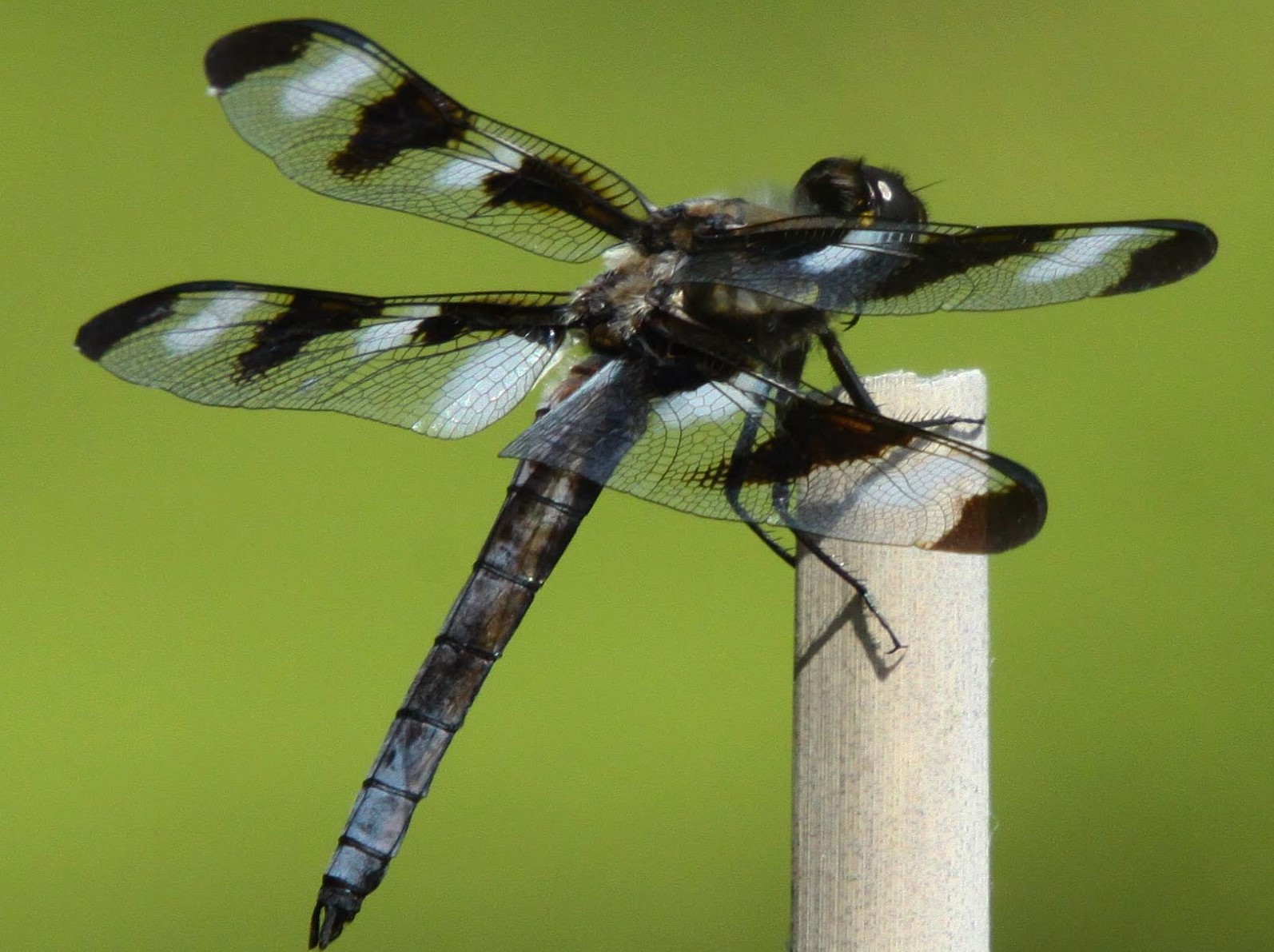Dragonfly 12 Spotted Skimmer 1 300x254