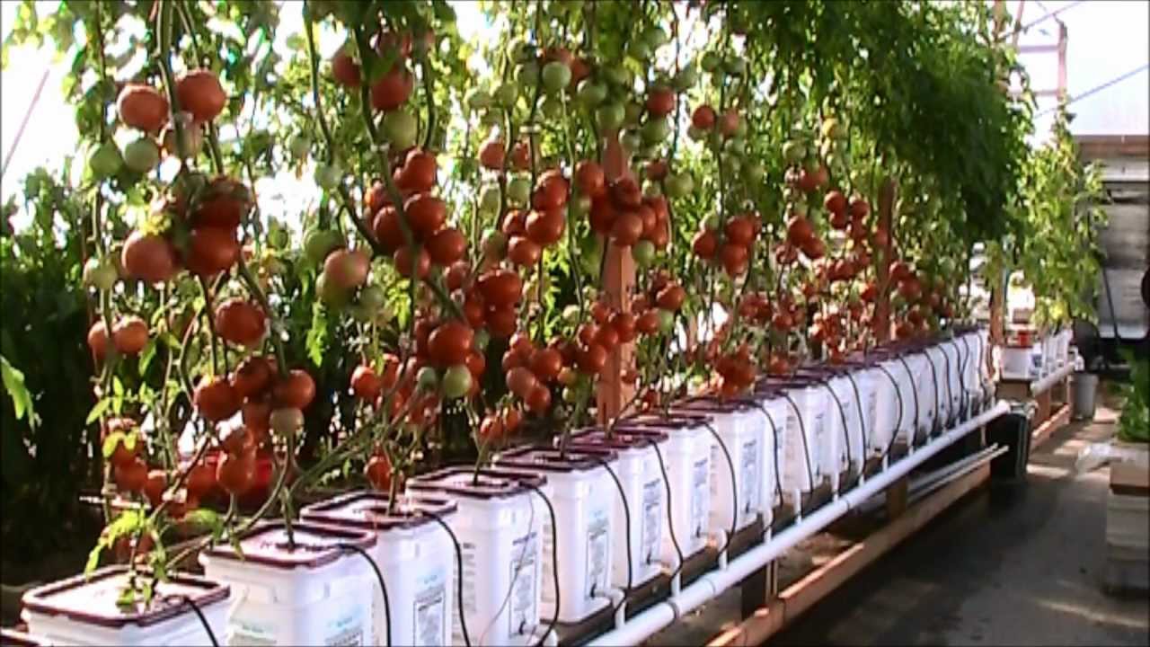 Dutch Bucket Tomatoes
