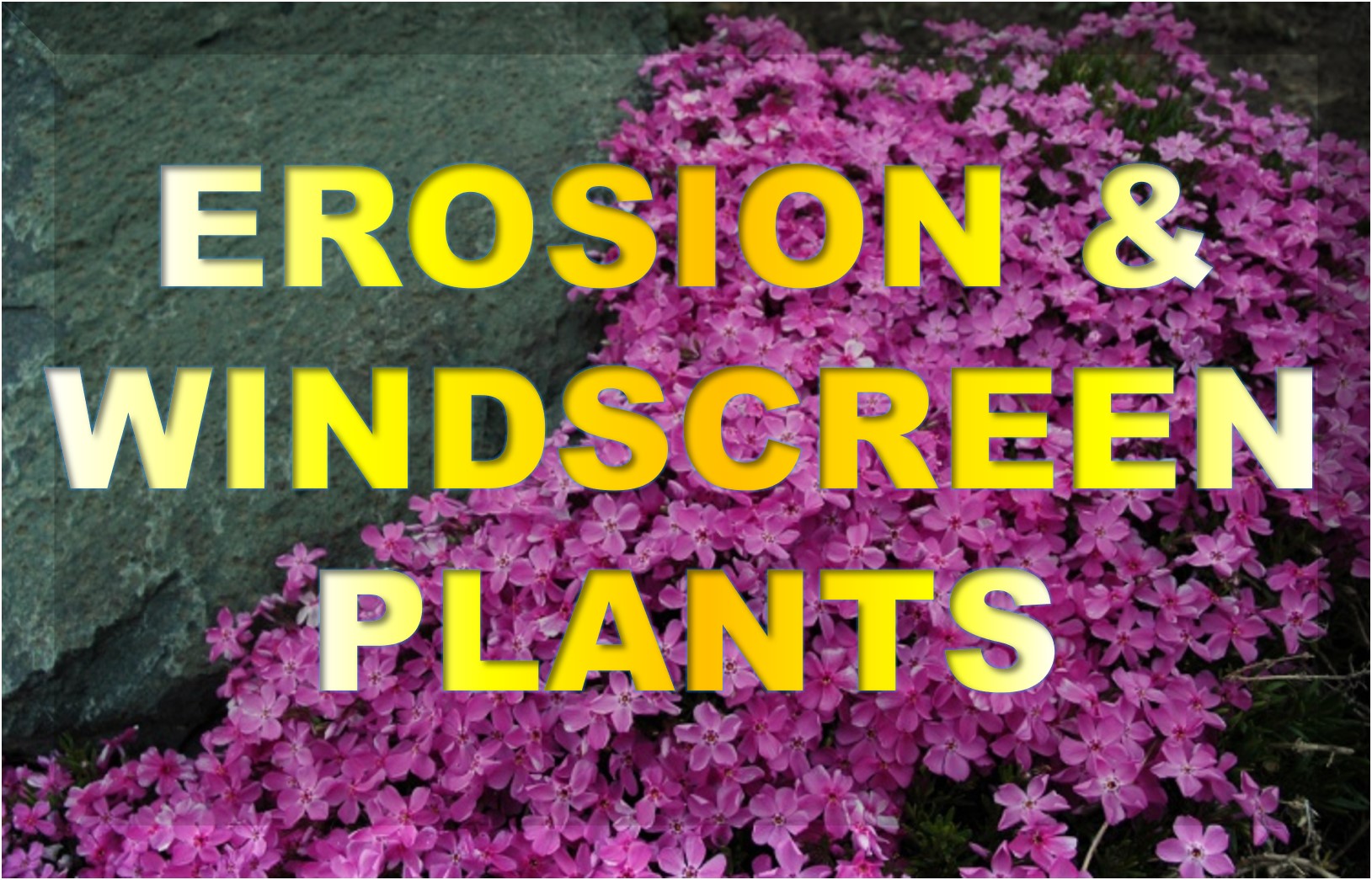 Erosion and Windscreen Plants