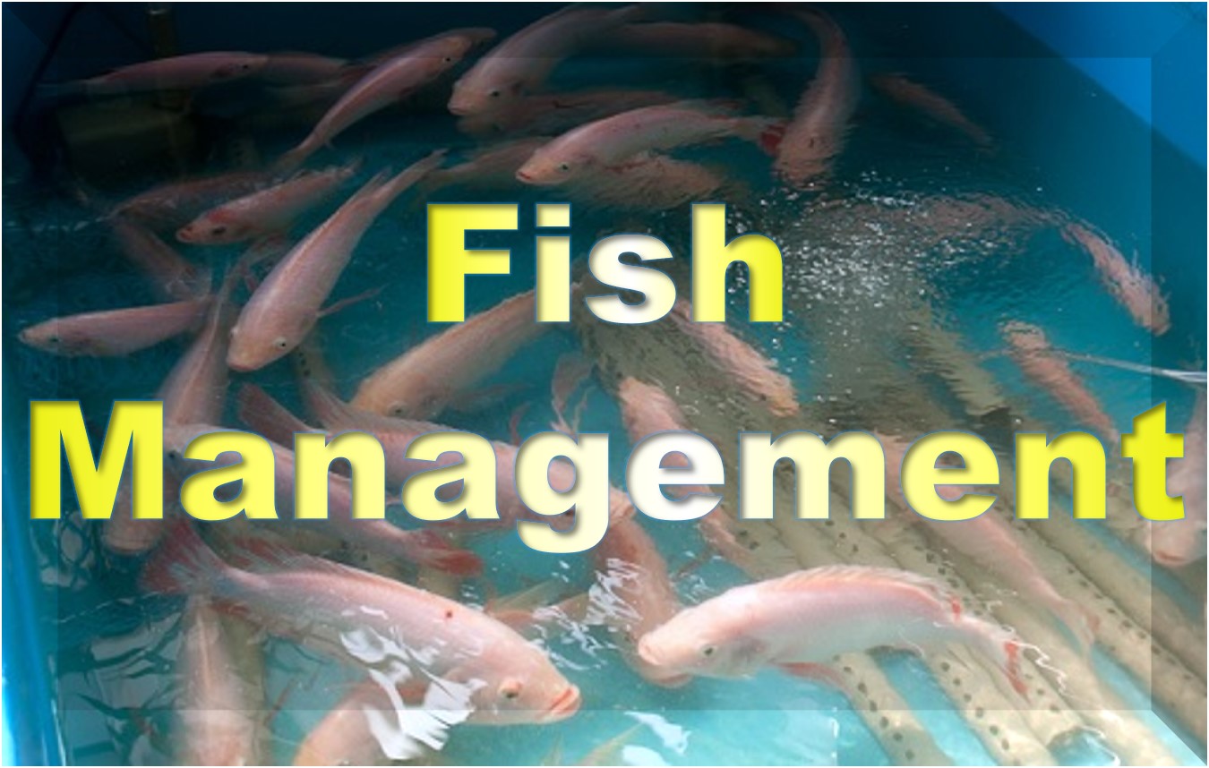 Fish Management