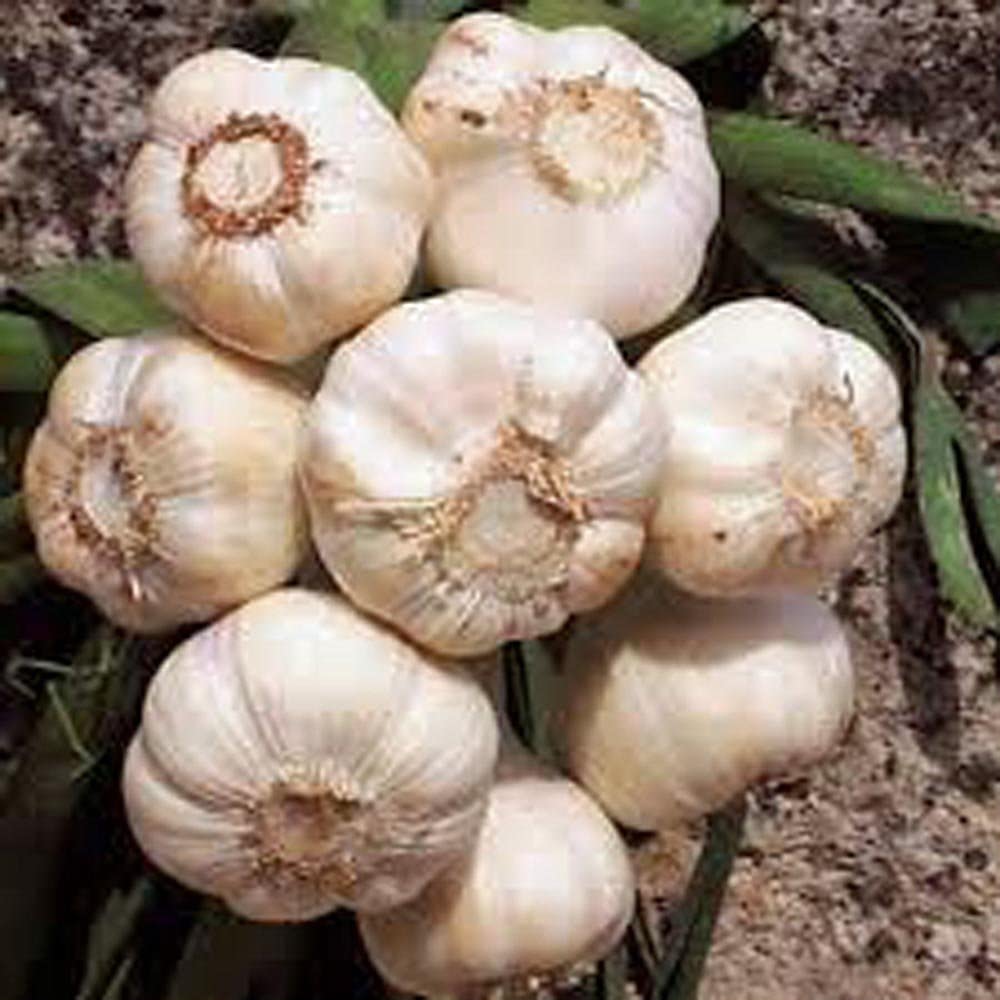 Garlic Softneck