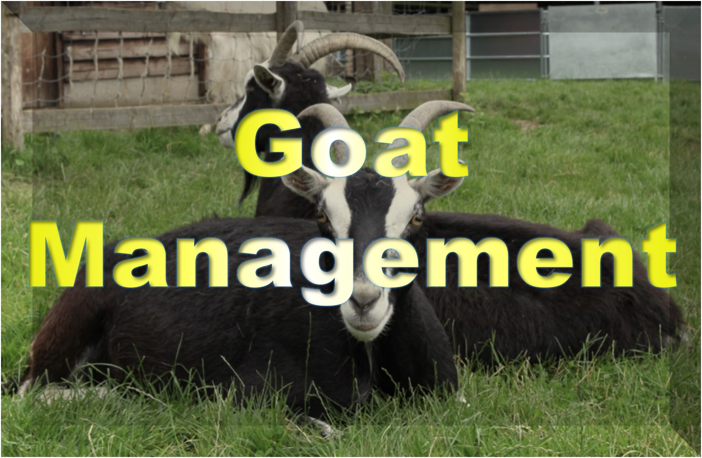 Goat Management