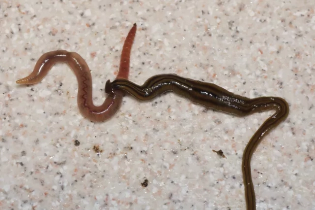 Hammerhead worm preying on Earthworm