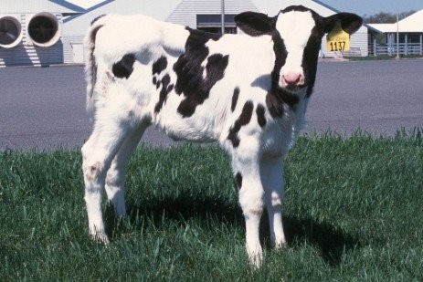Holstein Heifer Calf