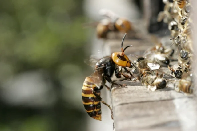 Hornet destroying bee hive