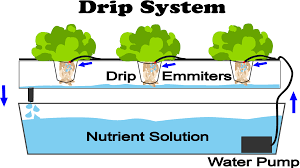 Hydroponic Drip System