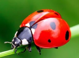 ladybird 1024x579