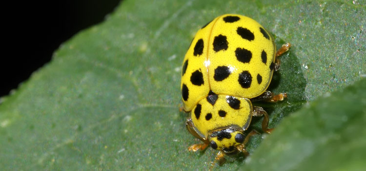 Ladybug Old Farmers Article