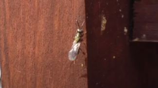Monodontomerus Wasp