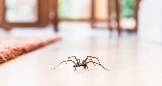 Old Farmer Spider deterrent
