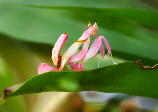 ORchid Mantis