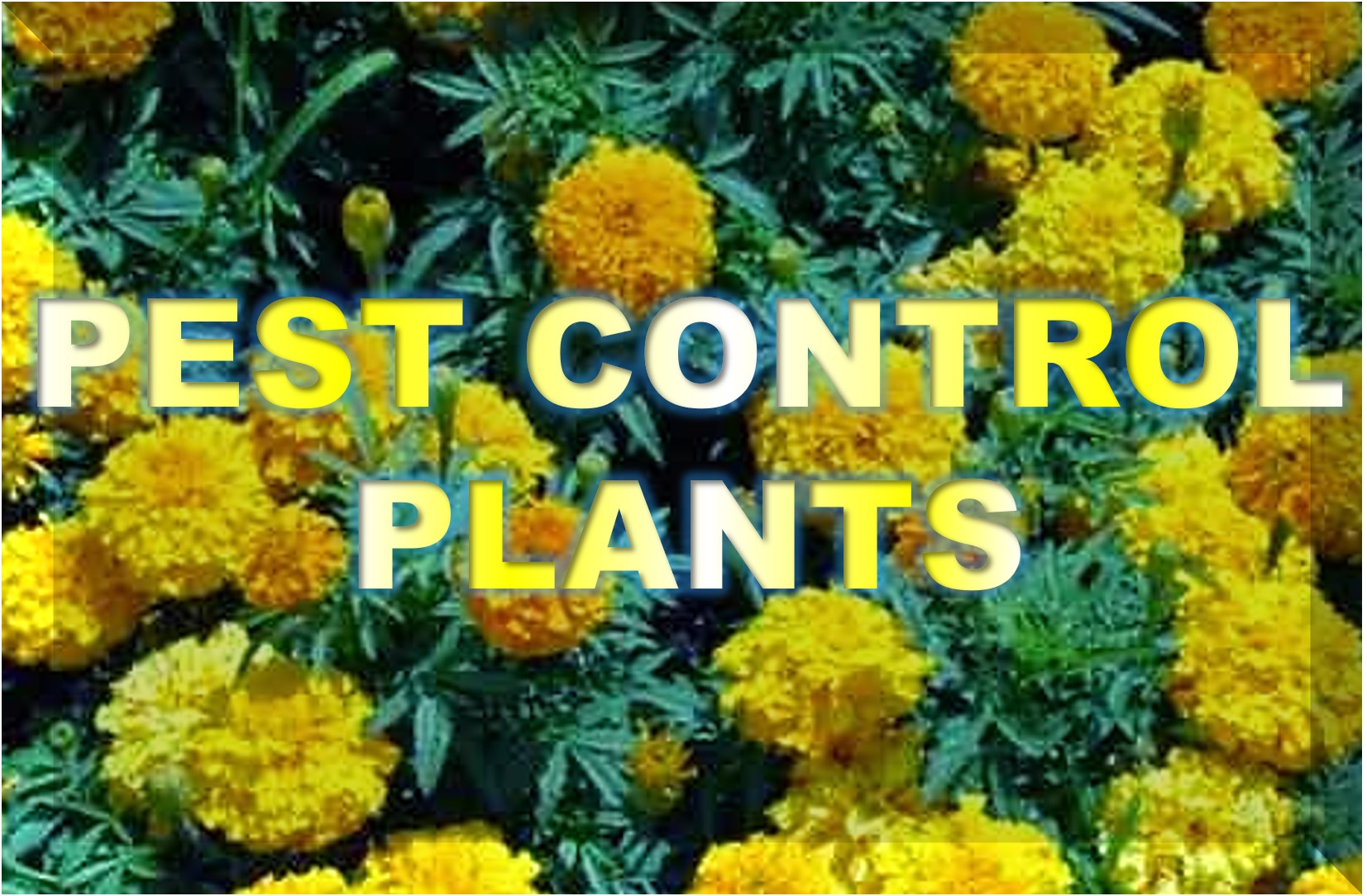 Pest Control Plants