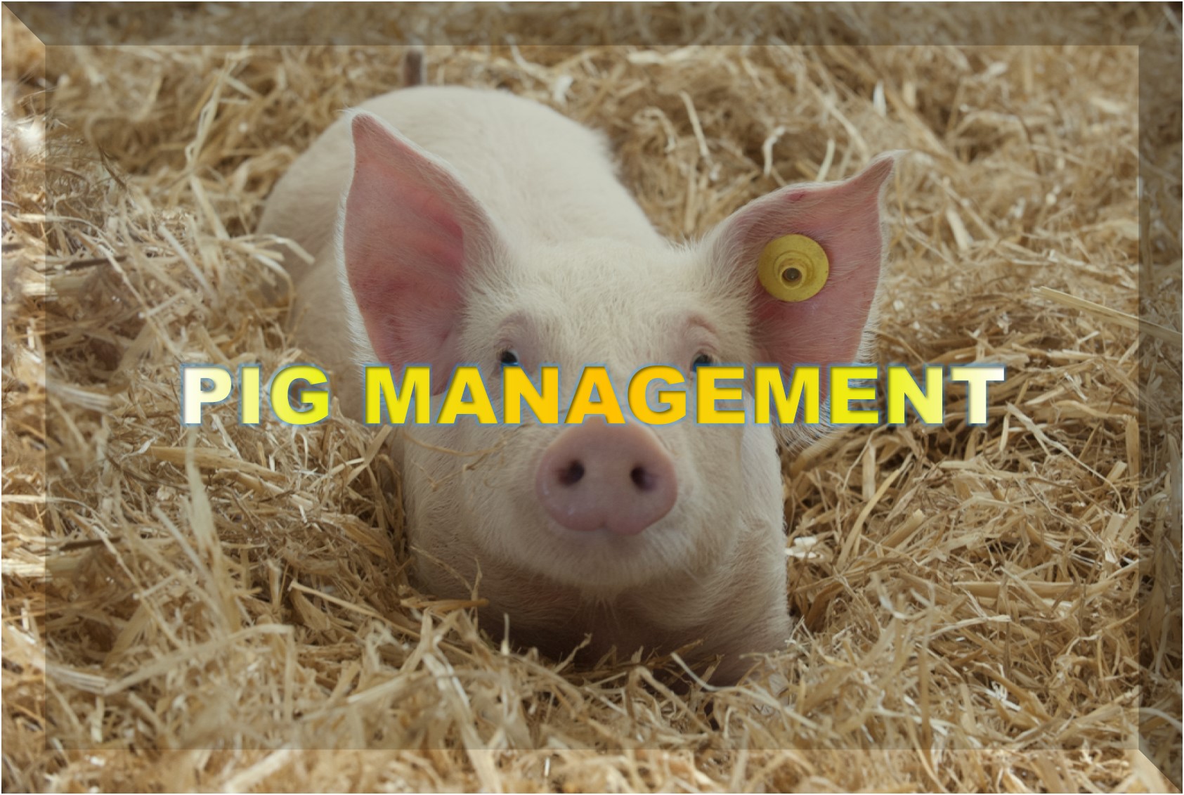 Pig Management