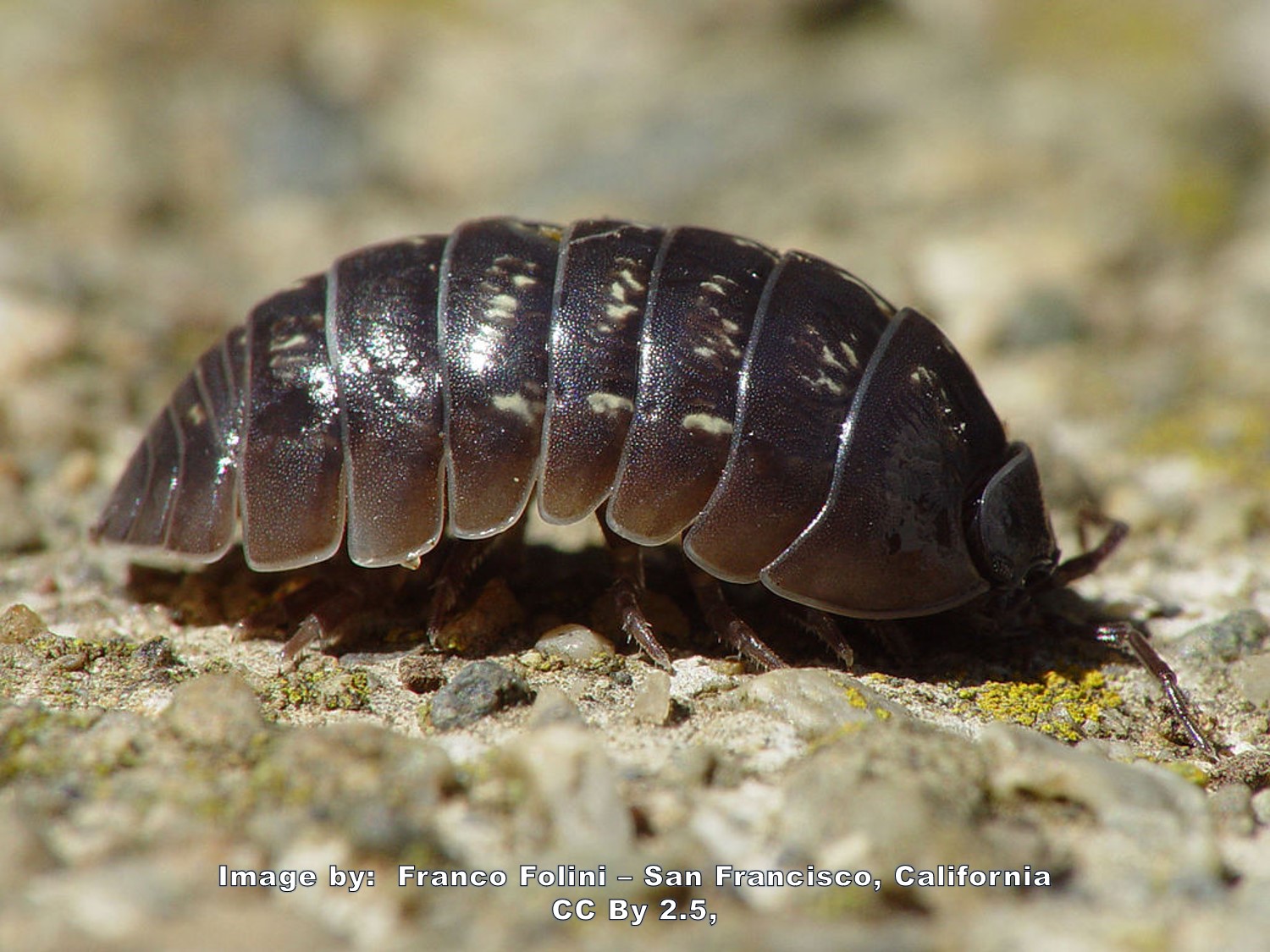 Pill Bug Roly Poly
