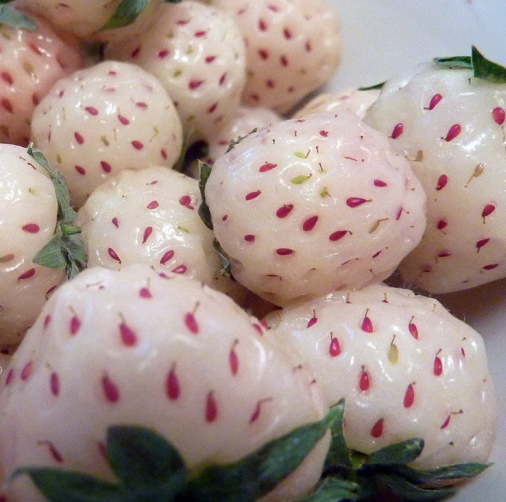 Pineberry Roots
