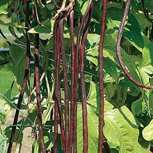Pole Beans Long red