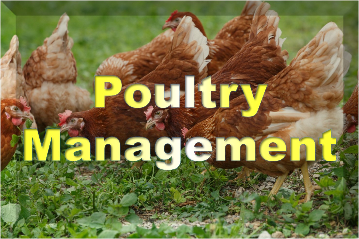 Poultry Managment