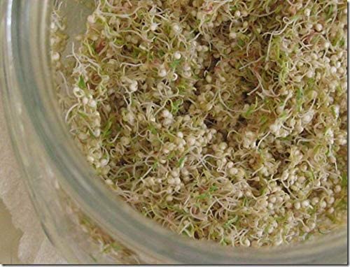 Quinoa for Growing