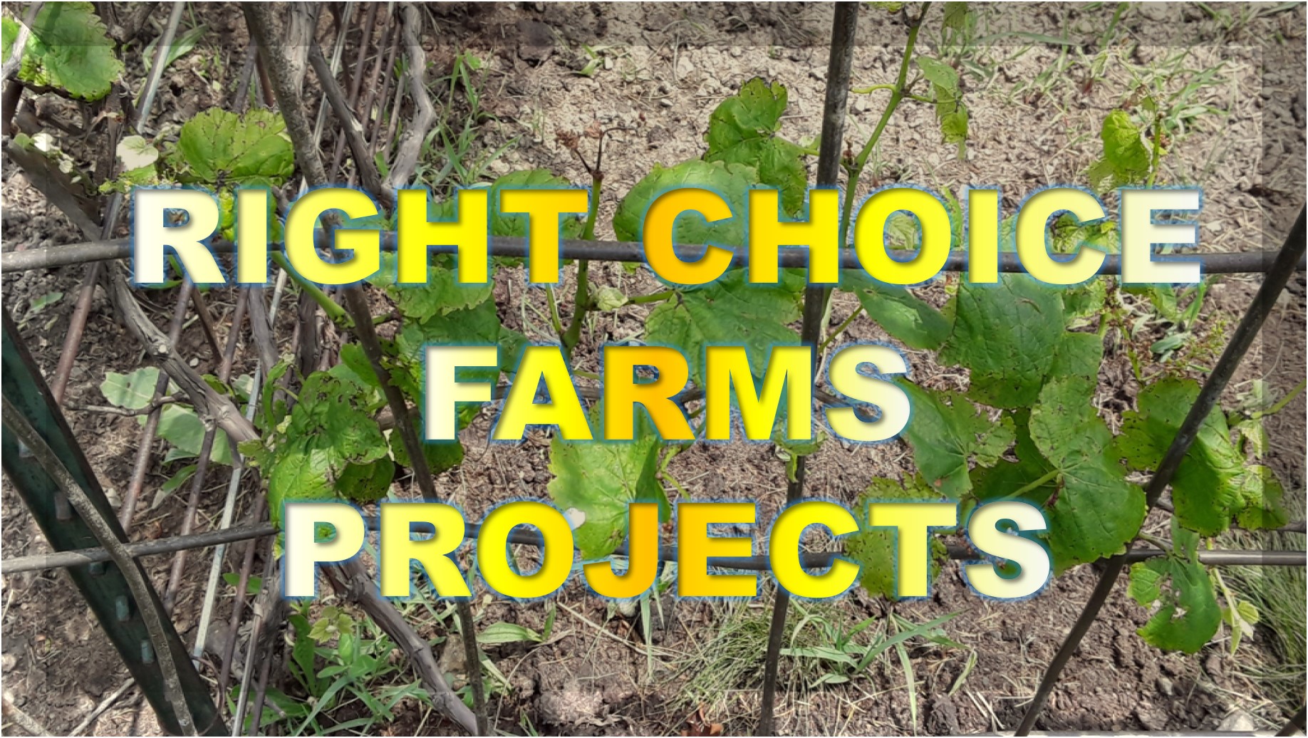 Right choice farms Project