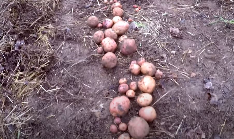Ruth Stout Farming potatoes