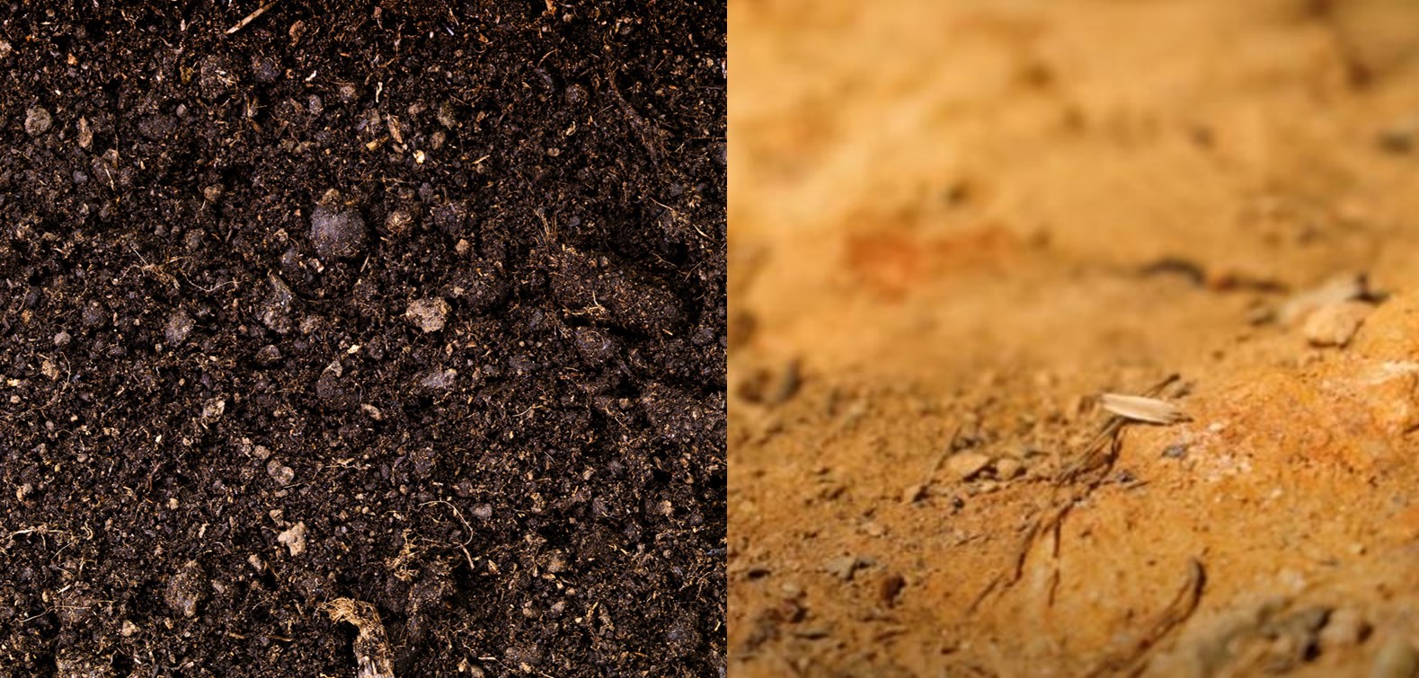 Soil vs Dirt