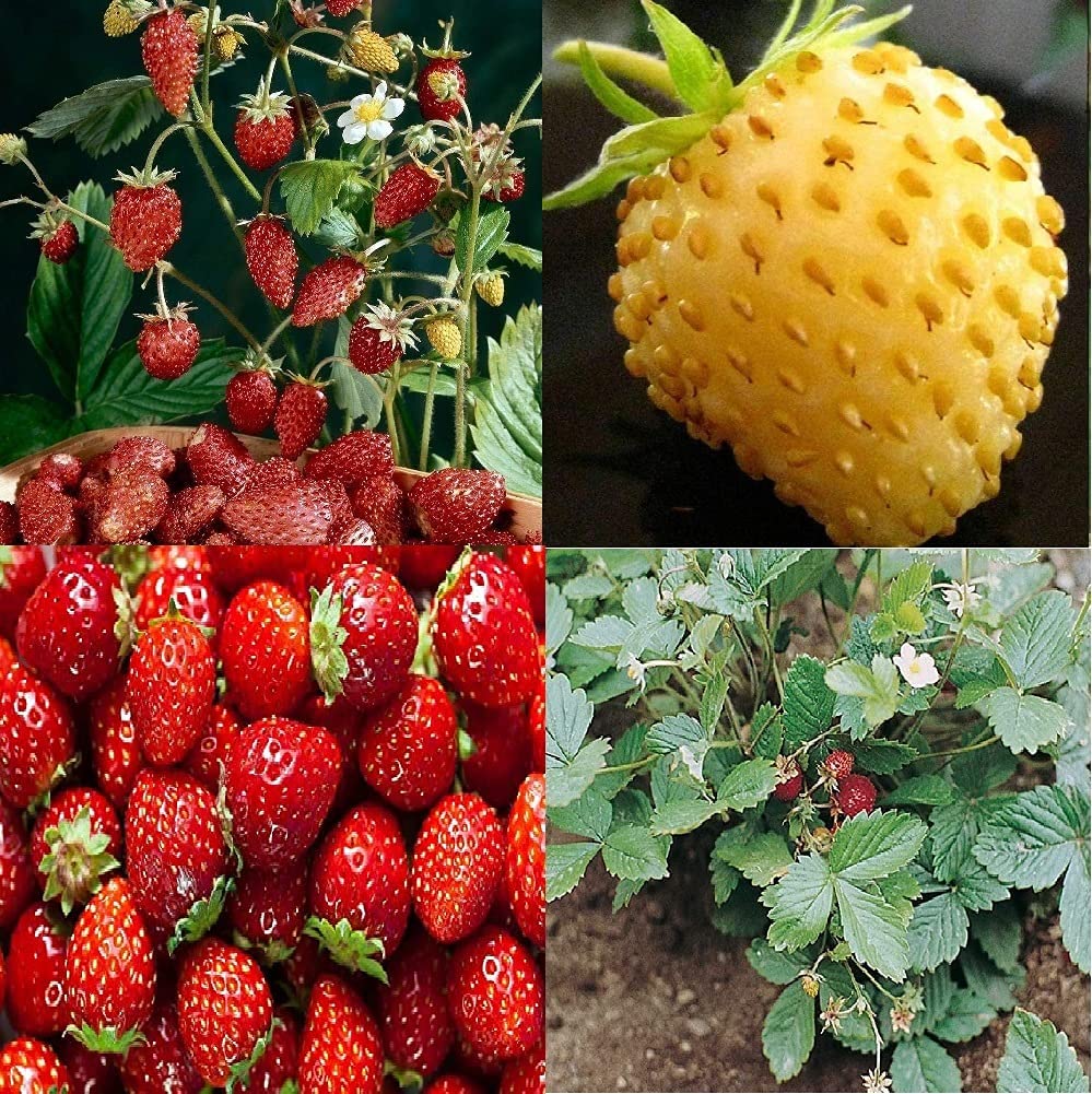 Strawberry Variety Pack