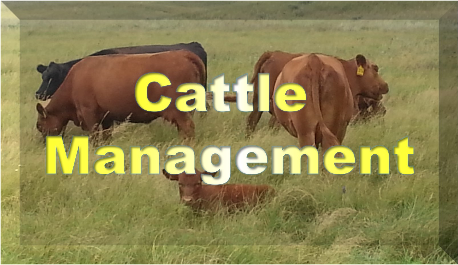 cattle management