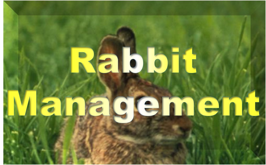 rabbit management